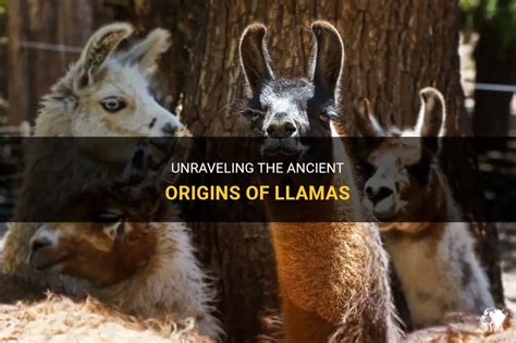 The Mysterious Origins of Llamas