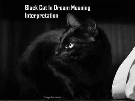 The Mysterious Presence of the Ebony Feline: Decoding its Significance in Dreams