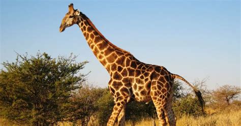 The Mysterious Presence of the Ebony Giraffe in Dreams