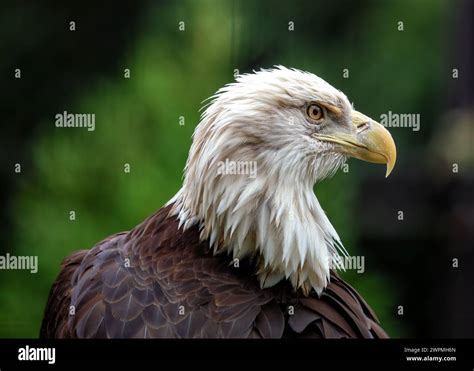 The Mysterious Presence of the Majestic Eagle