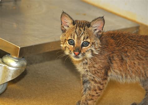 The Mysterious Realm of Young Bobcats