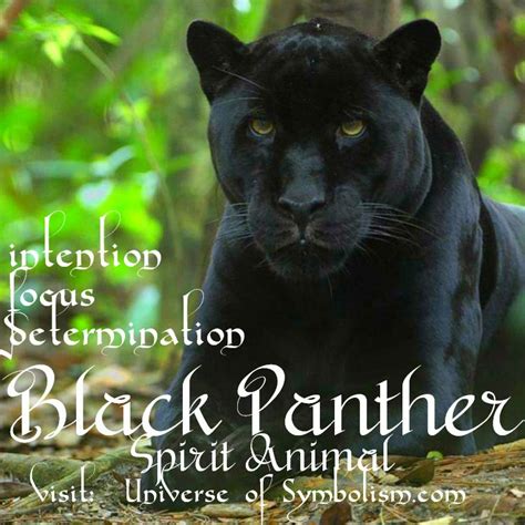 The Mysterious Significance of the Dark Panther