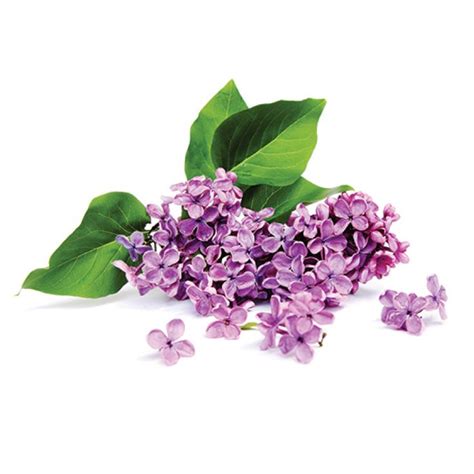 The Mysterious and Captivating Elegance of the Lilac Blossom