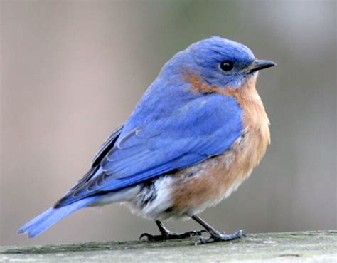 The Mystical Bluebird: Revealing its Significance