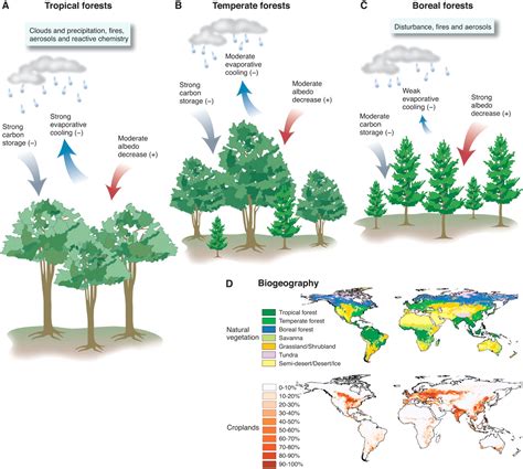 The Mystical Influence of Forests in Regulating Climate