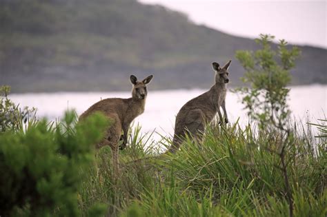 The Mystical Realm of Kangaroos: A Glimpse into Their Natural Habitat and Fascinating Behavior