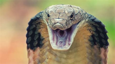 The Mystical and Spiritual Meanings of Infant King Cobra Visions