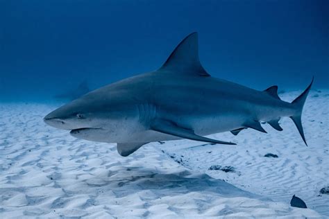 The Myth and Reality of Bull Sharks' Aggressive Nature