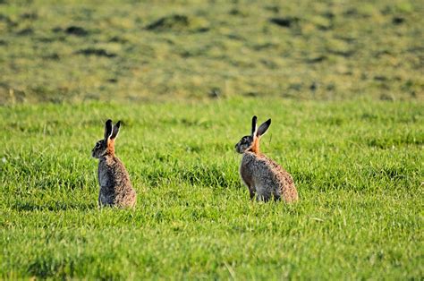 The Mythical Connection: Baby Hares in Folklore and Legends