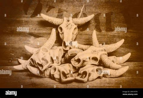 The Mythology Surrounding Bovine Craniums