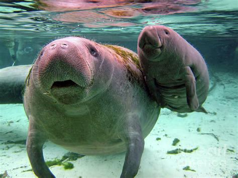 The Nurturing Bond: Exploring the Relationship between Manatee Calves and their Mothers