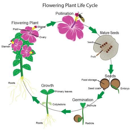 The Nurturing Process for Blossoming Plant Life