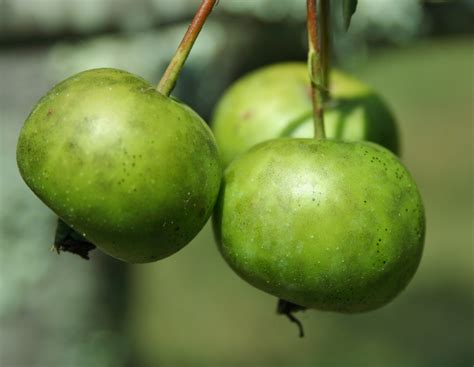 The Obscure Significances and Representations Associated with Crab Apples in Diverse Cultures