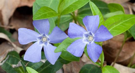 The Origin of Periwinkle: Tracing its Roots in History