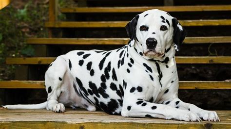 The Origins and History of Dalmatians