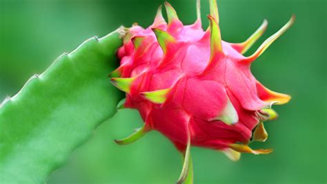 The Origins and History of Dragon Fruit