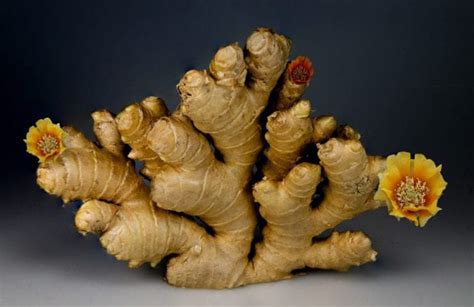 The Origins and History of Ginger