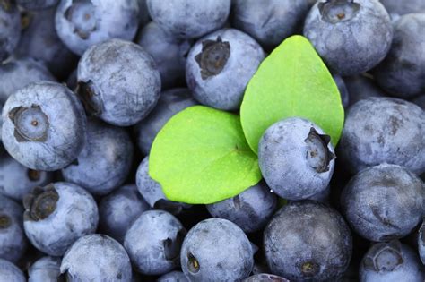 The Origins and Journey of Blueberries