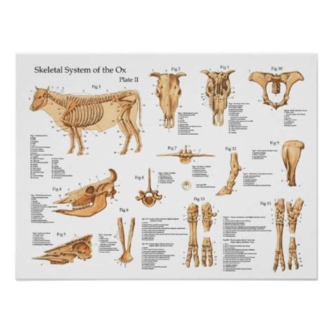 The Origins of Dreaming About Bovine Skeletal Remains