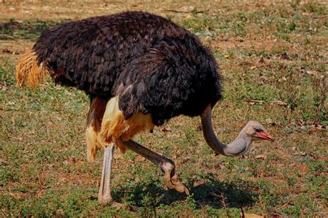 The Ostrich: A Powerful and Enigmatic Symbol