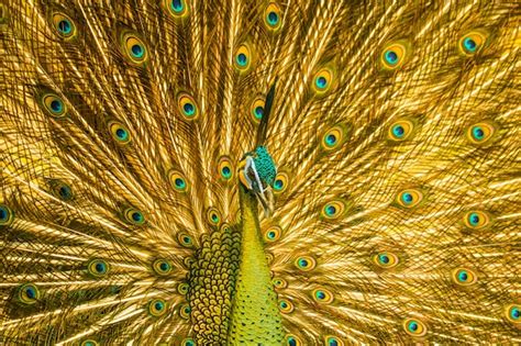 The Peacock: A Symbol of Elegance and Poise