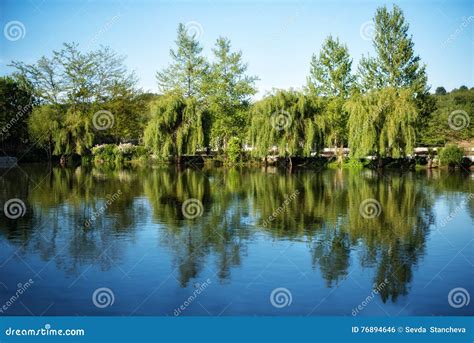 The Perfect Plant and Animal Life for an Enchanting Water Oasis