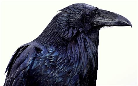 The Personal Journey: Unveiling the Profound Significance of Nurturing a Raven