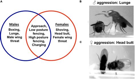 The Phenomenon of Flies' Aggression in Dreams: Origins, Interpretations, and Potential Remedies