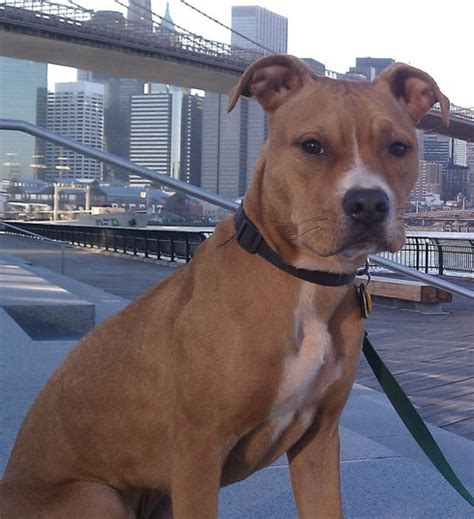 The Physical Features and Coat Color of Chestnut Colored American Pitbull Terriers