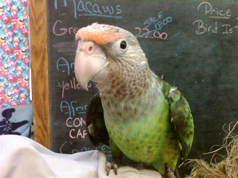 The Pleasurable Duties of Nurturing a Juvenile Parrot