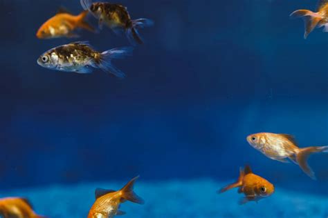 The Pleasure of Aquarium Care: Imagining the Delight of Maintaining Aquatic Companions