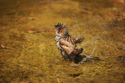 The Pleasure of Bird Watching: A Nature Devotee's Ultimate Delight