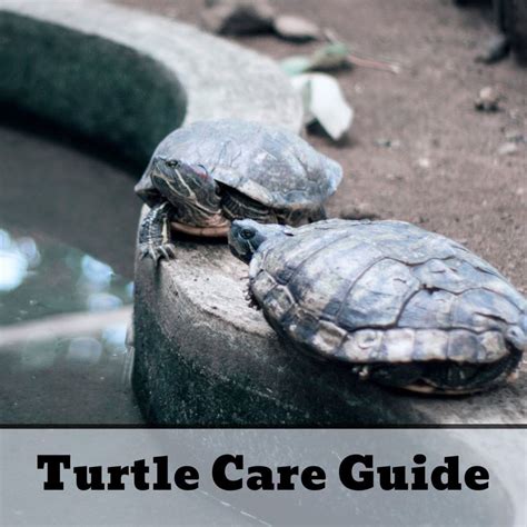 The Pleasures and Trials of Caring for a Turtle Companion