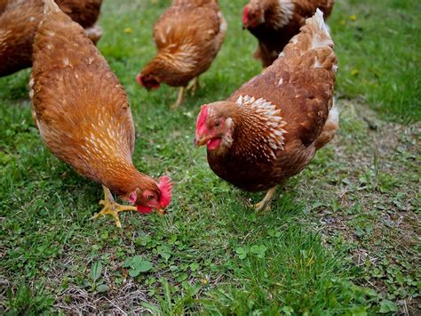 The Pleasures of Raising Backyard Chickens