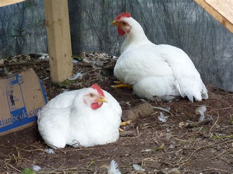 The Pleasures of Raising Homegrown Chickens