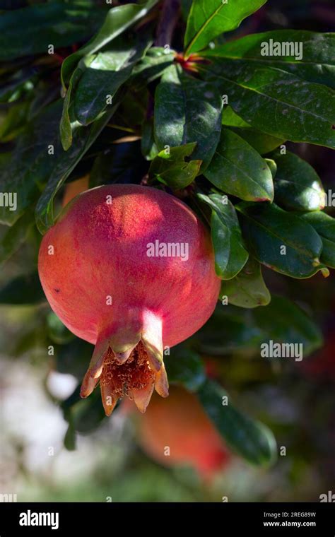 The Pomegranate: A Symbol of Abundance and Fertility