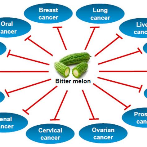 The Potential Anti-cancer Effects of Bitter Melon: Current Research and Findings