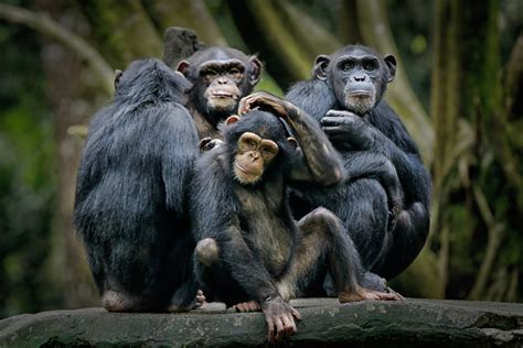 The Potential Implications for Human-Primate Communication