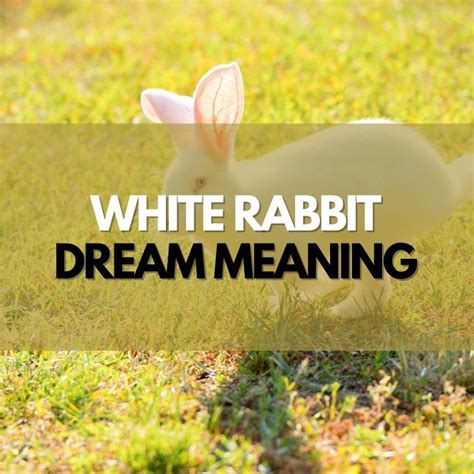 The Potential Messages from Having Dreams About a Young Bunny