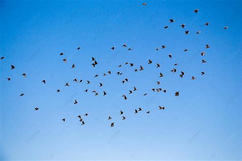 The Power of Dreaming: Avian creatures soaring above