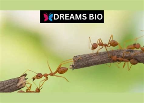 The Power of Red: Exploring the Color Symbolism in Ant Dreams