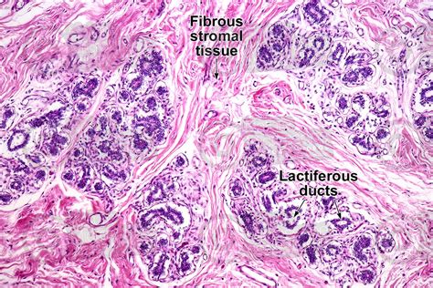 The Prevalence of the Desire for an Extra Mammary Gland: Unveiling the Intrigue