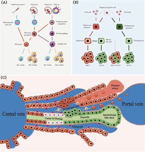 The Profound Connection: Reveries and Hepatic Tumor