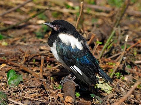 The Profound Impact of Glimpsing a Fledgling Magpie: Personal Narratives and Deep Reflections