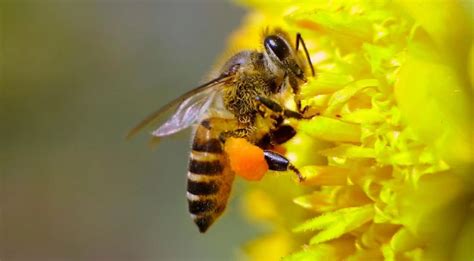 The Profound Significance of Soaring Bees in Diverse Cultures