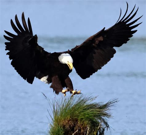 The Profound Significance of an Eagle's Touchdown