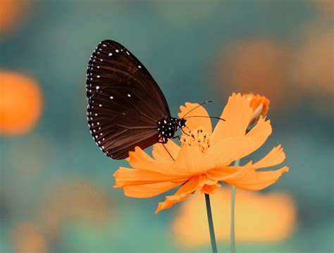 The Profound Significance of an Ebony Butterfly Perching on You