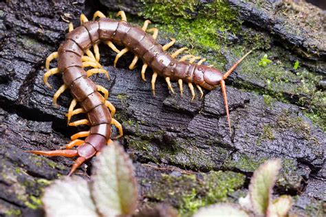 The Profound Symbolism of a Centipede Emerging from the Mouth