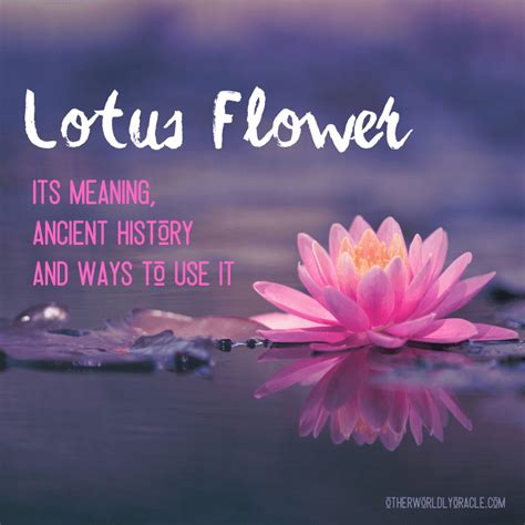 The Profound Symbolism of the Lotus Flower