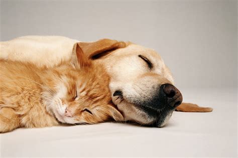 The Psychological Aspects of Dreaming about Cats and Dogs